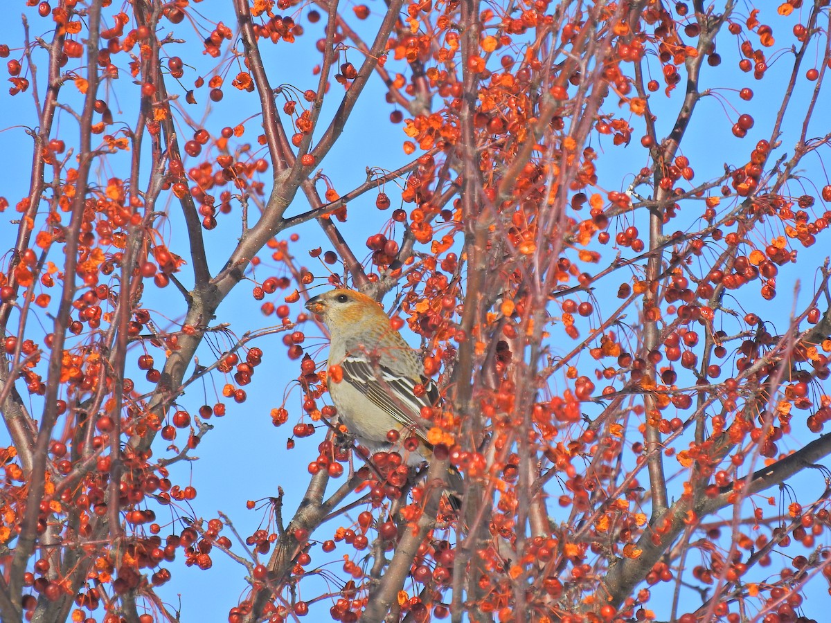 Pine Grosbeak - ML144391401