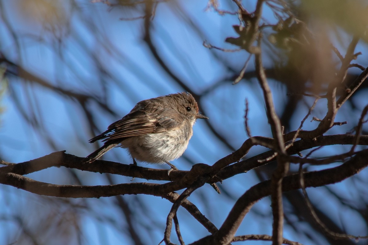 Red-capped Robin - ML144391441