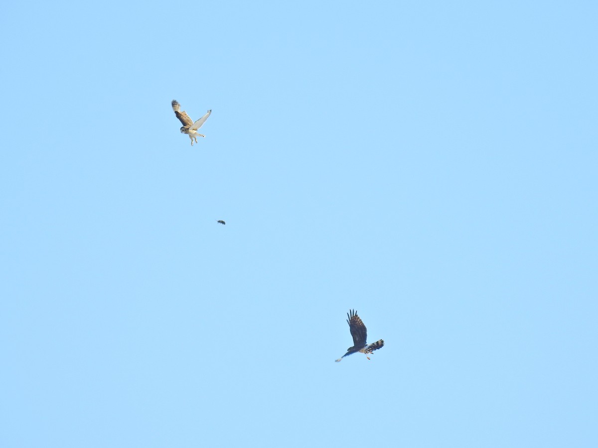 Short-eared Owl - ML144391821