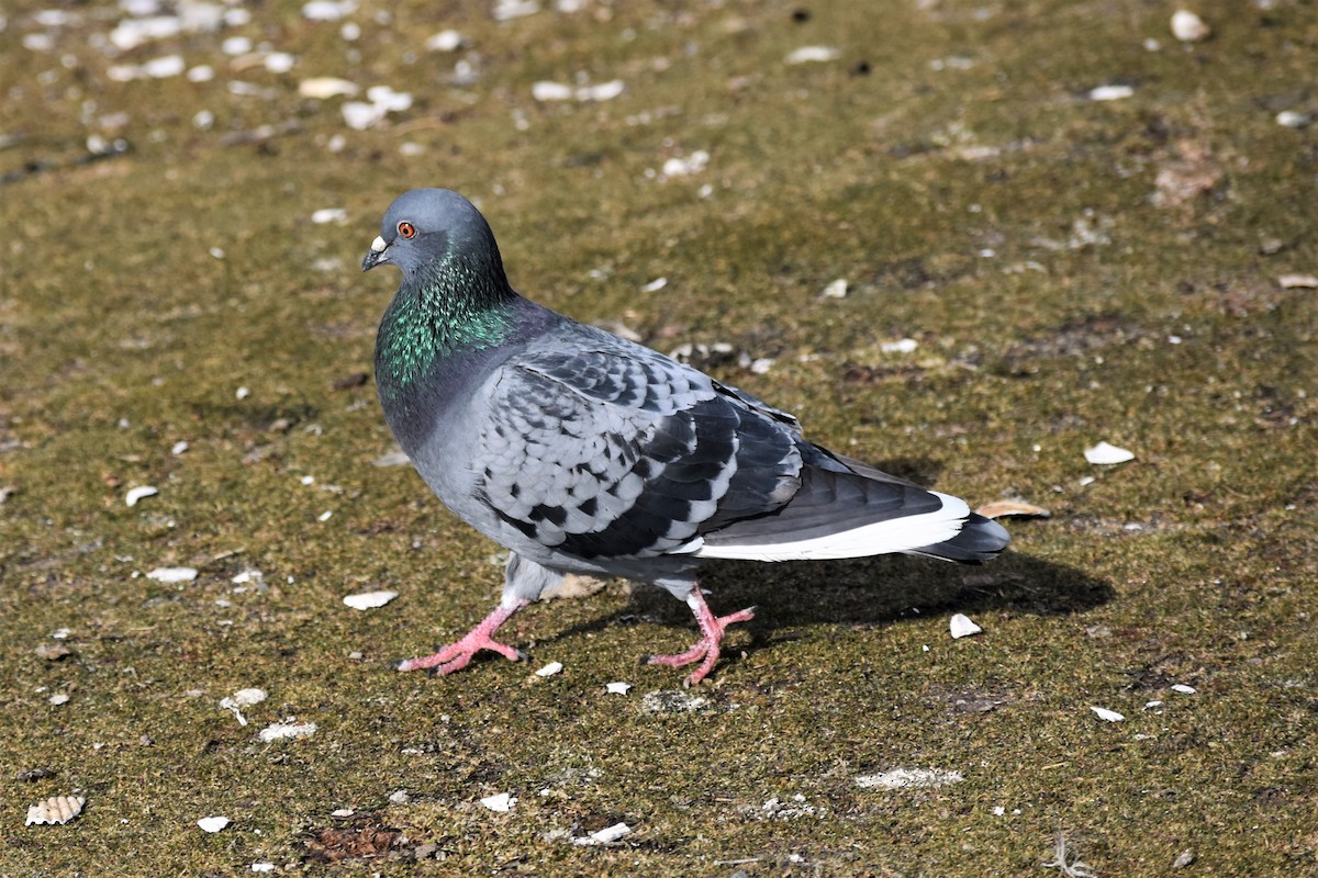 Rock Pigeon (Feral Pigeon) - Sandy Bowie