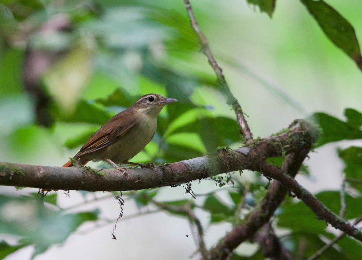 Ochre-throated Foliage-gleaner - Jim DeWitt