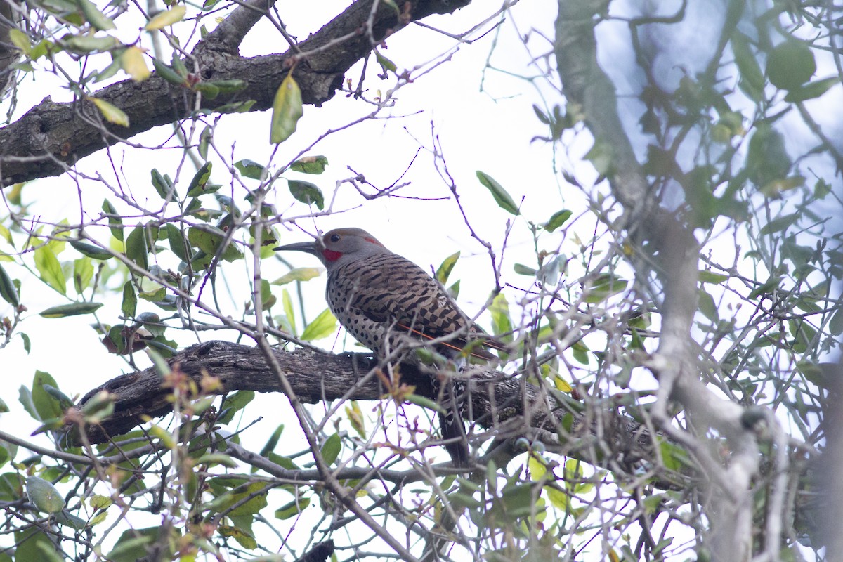 Northern Flicker (Yellow-shafted x Red-shafted) - ML144396461