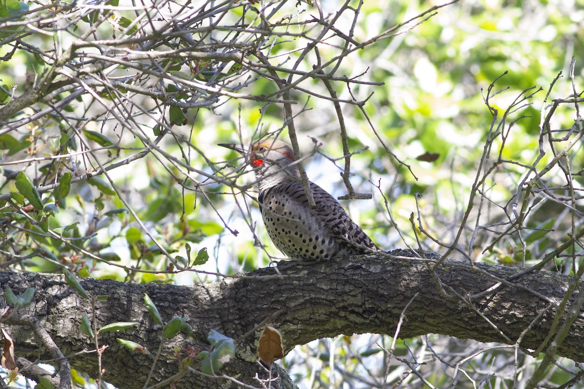 Northern Flicker (Yellow-shafted x Red-shafted) - ML144396481