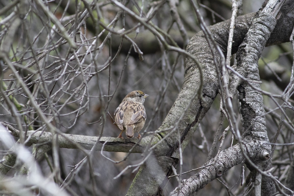 Golden-crowned Sparrow - ML144397011