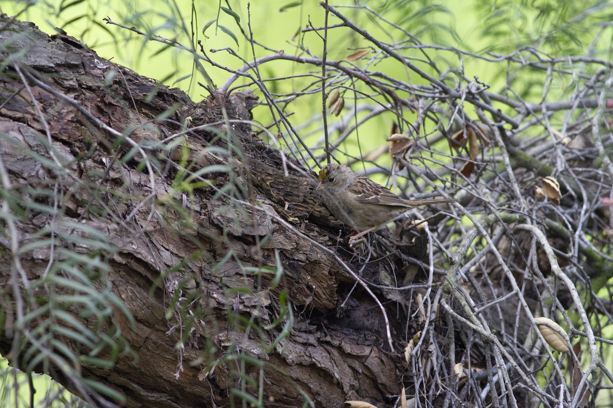 Golden-crowned Sparrow - ML144397031