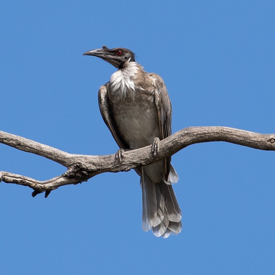 Noisy Friarbird - ML144397181