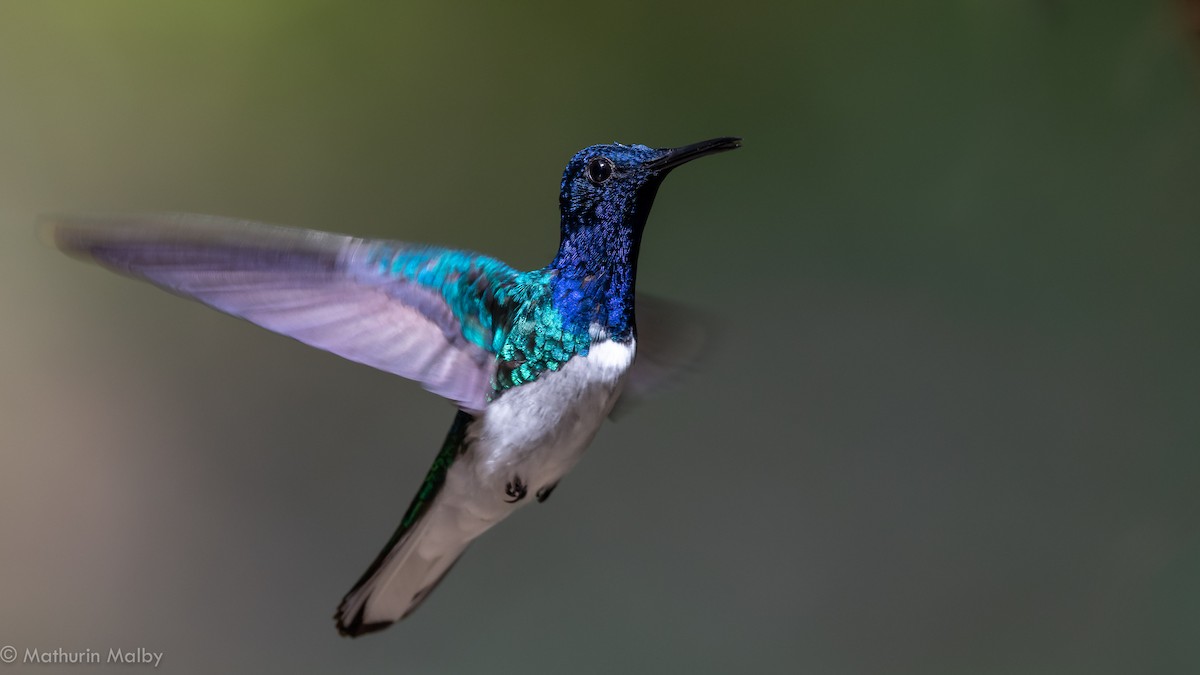 Colibrí Nuquiblanco - ML144397941