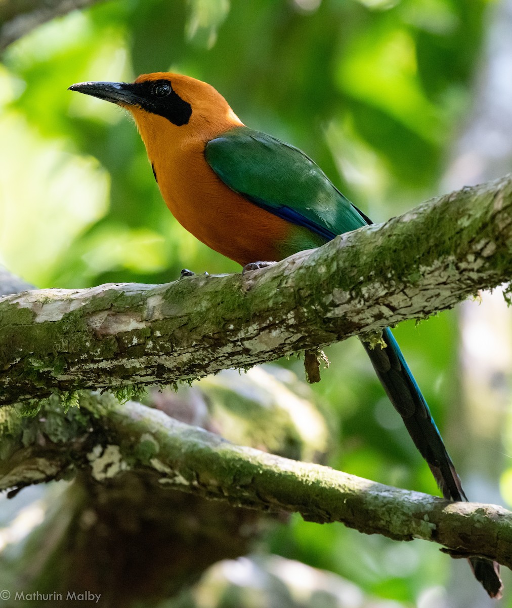 Rufous Motmot - ML144398141