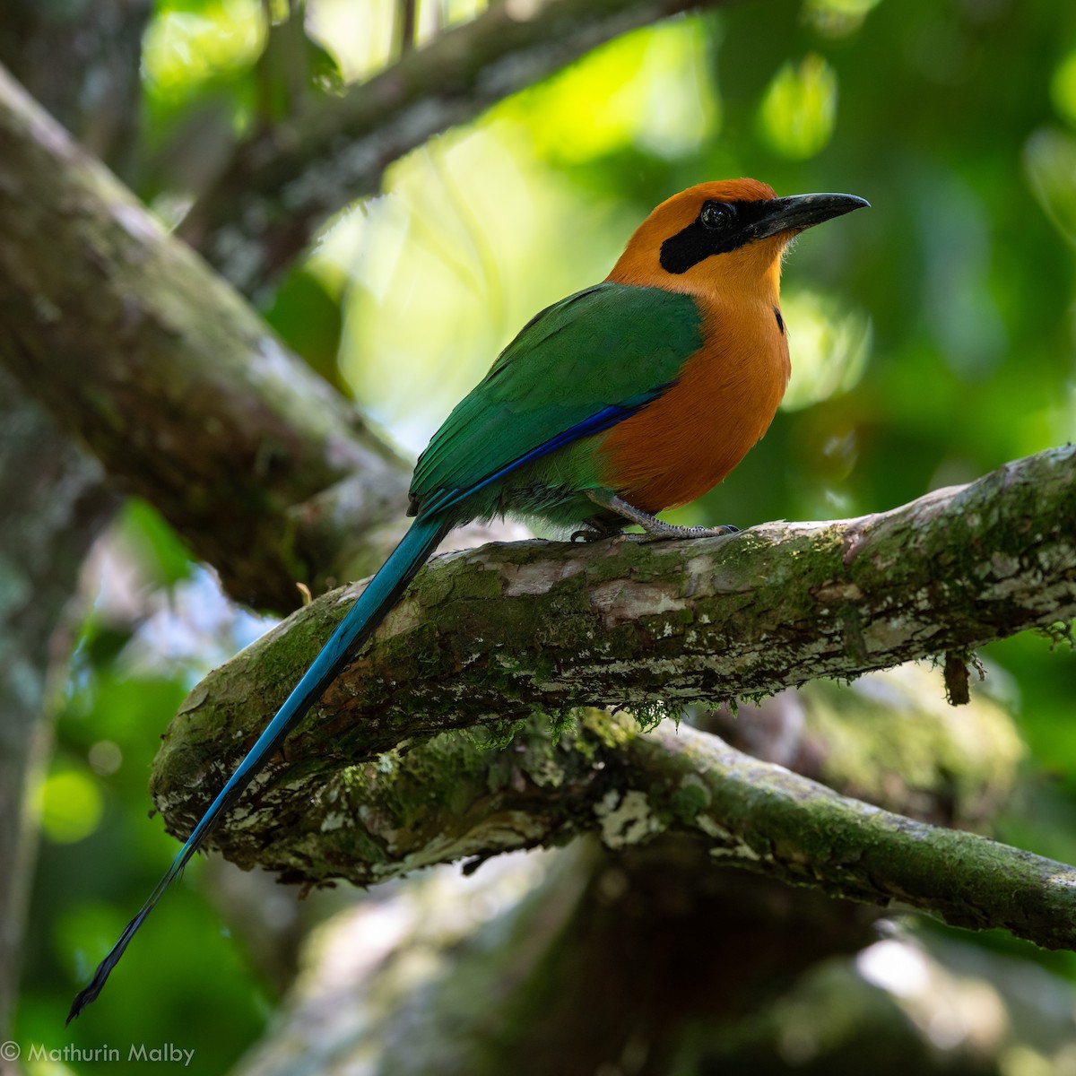 Rufous Motmot - ML144398211