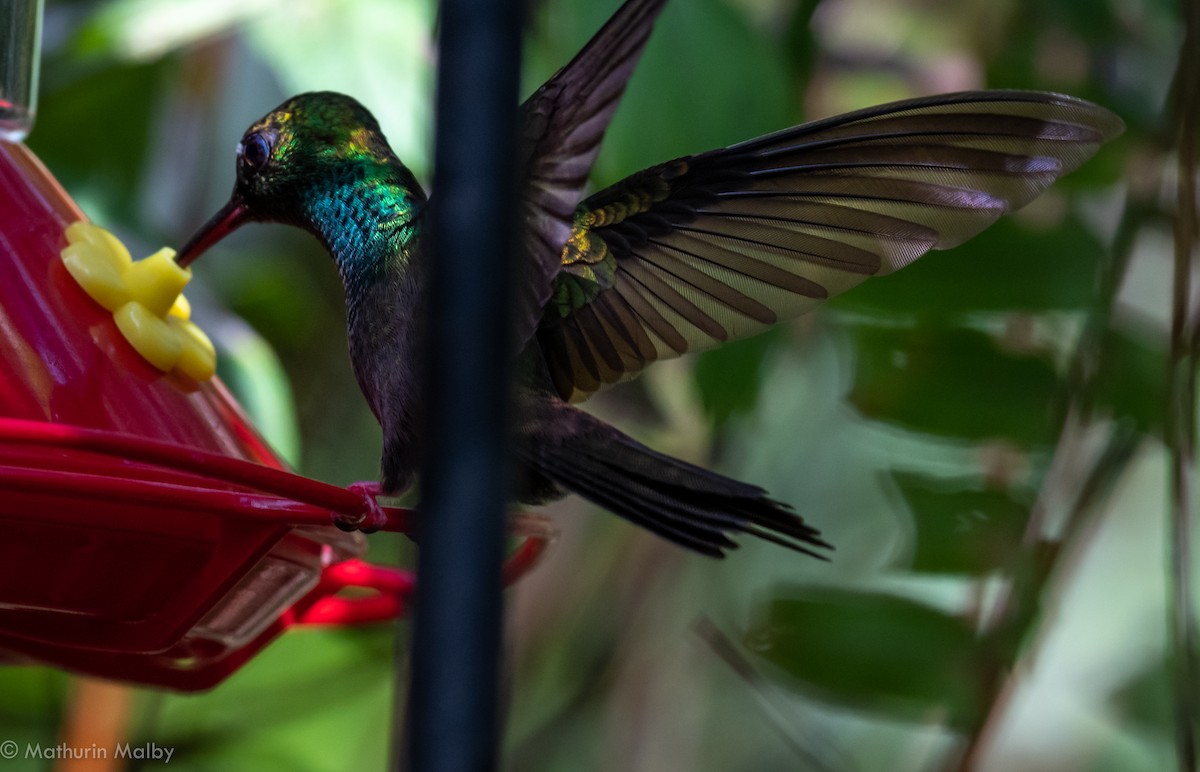 Colibri à queue bronzée - ML144398491