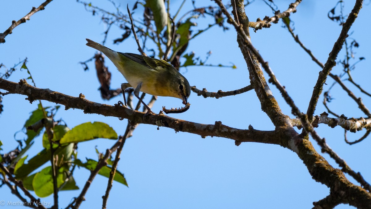 Tennessee Warbler - ML144398851