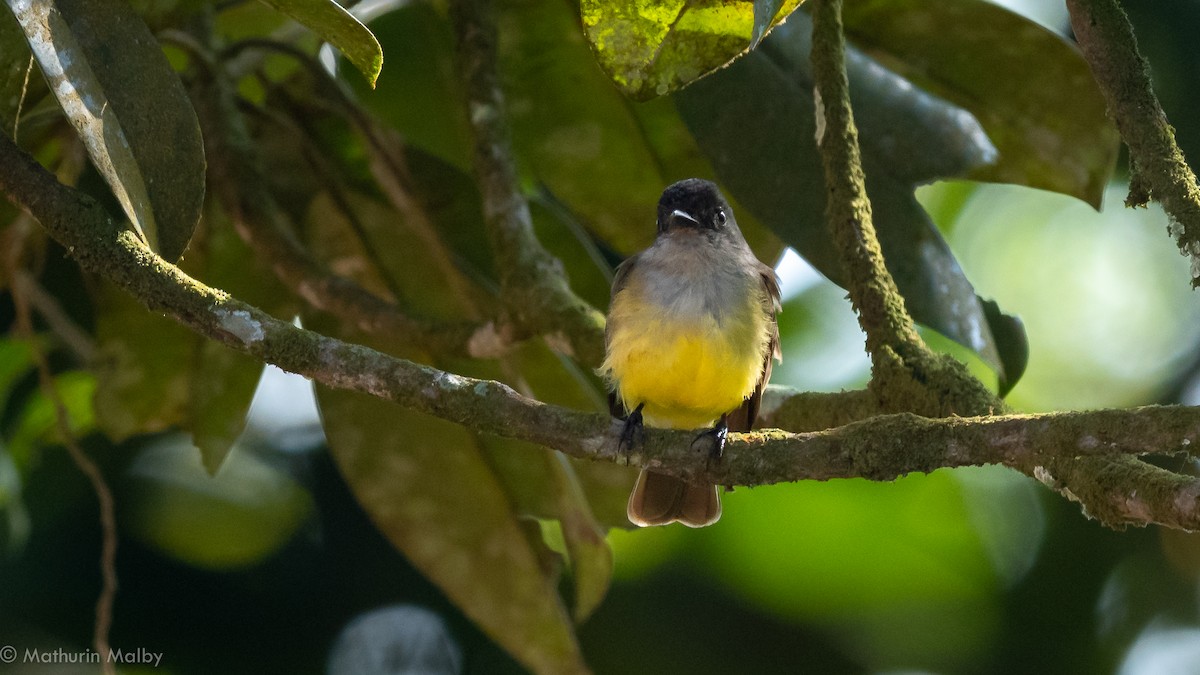 Dusky-capped Flycatcher - ML144399031