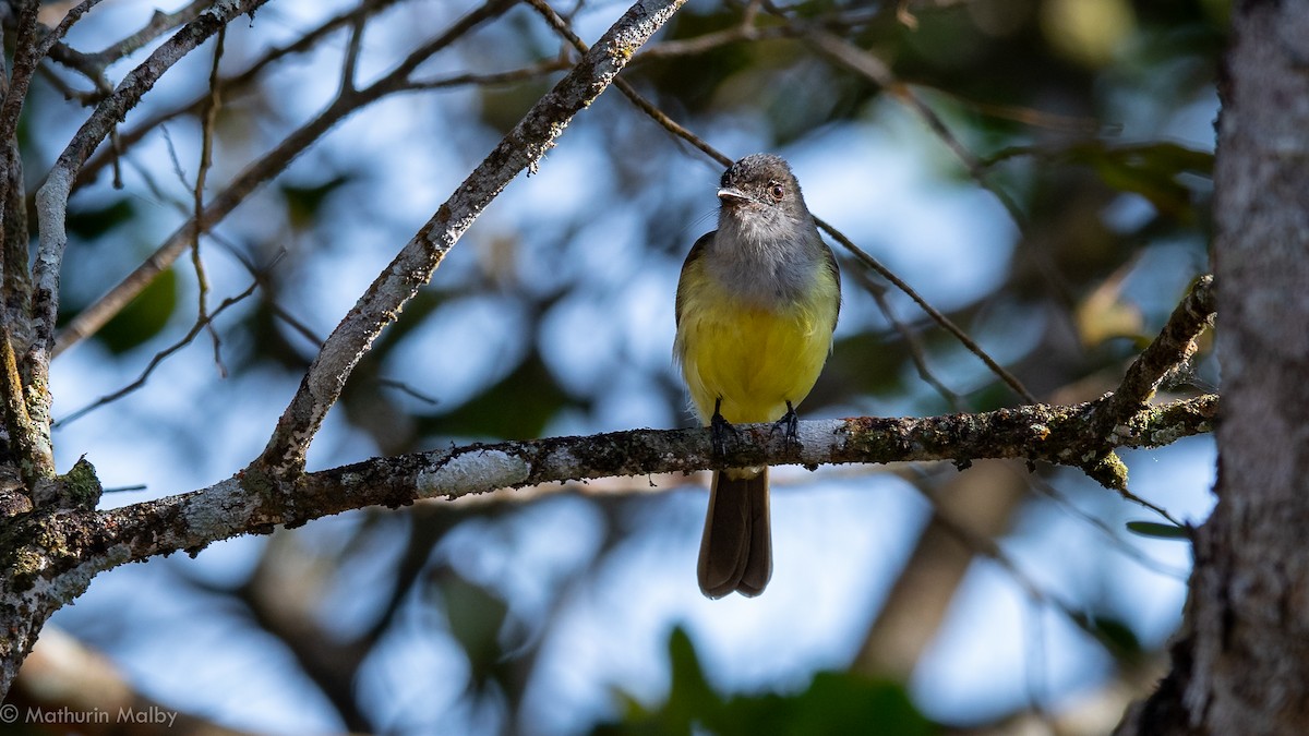 Dusky-capped Flycatcher - ML144399041