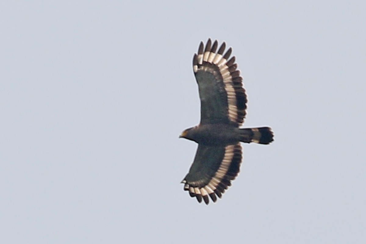 Crested Serpent-Eagle - ML144399781