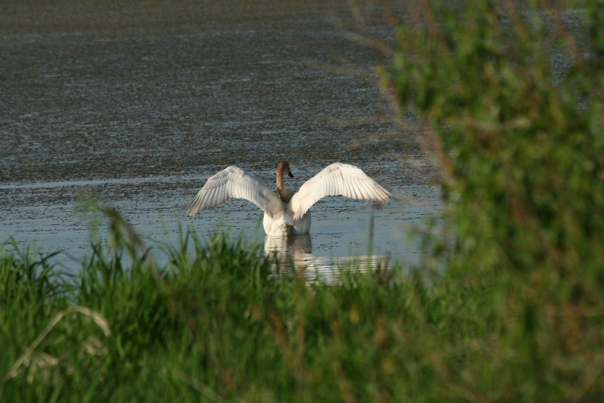 Trumpeter Swan - Dan Cook