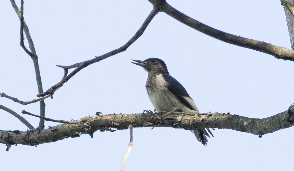 Red-headed Woodpecker - ML144400551