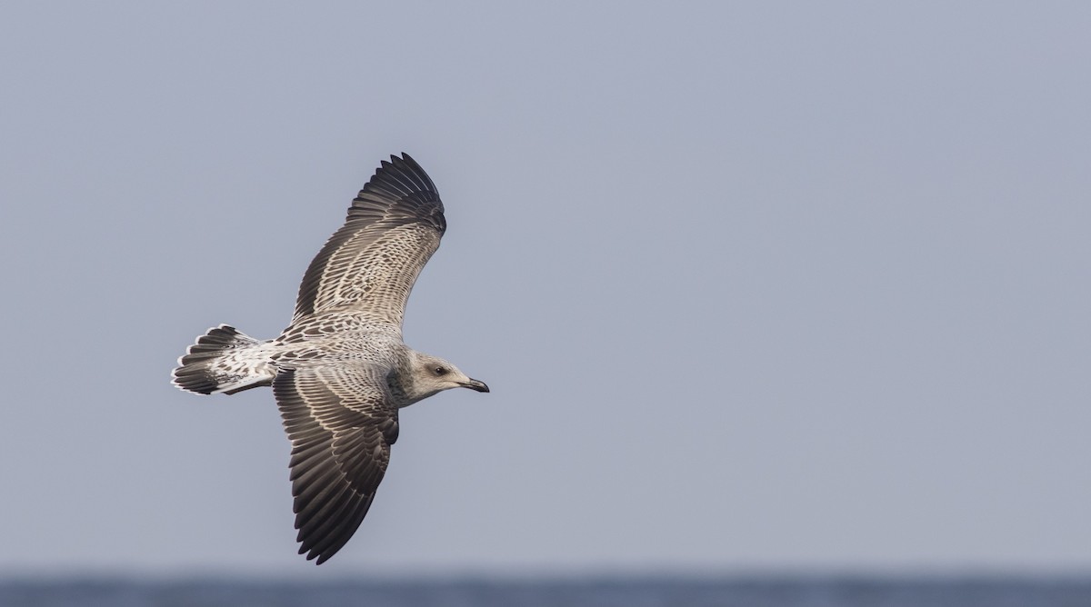 Lesser Black-backed Gull - Caleb Putnam