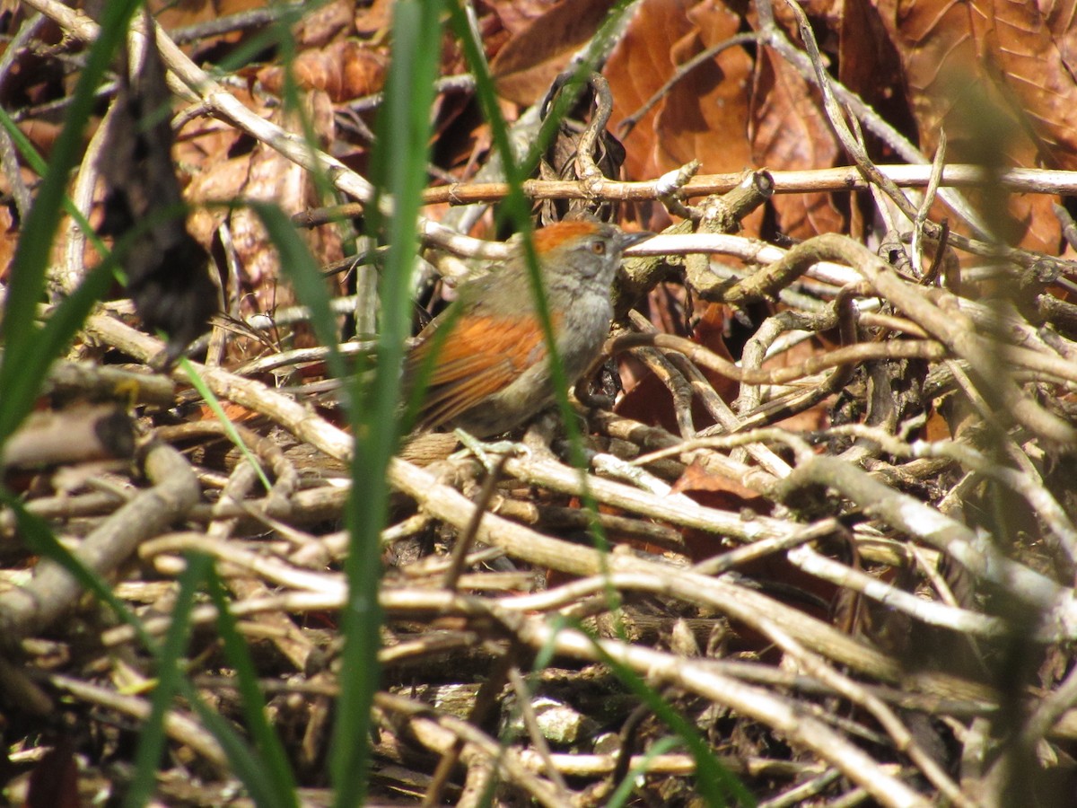 Azara's Spinetail - ML144402721