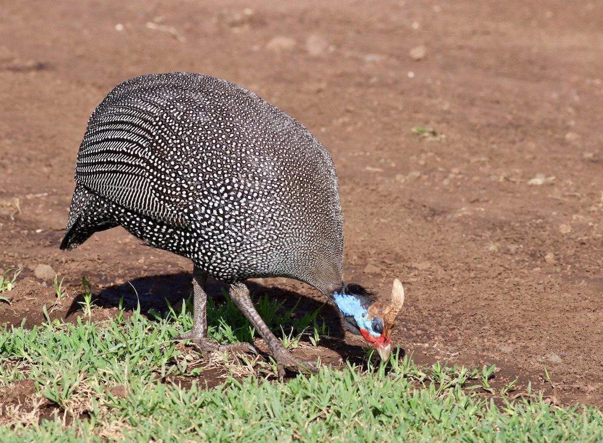 Helmeted Guineafowl - Charlie   Nims