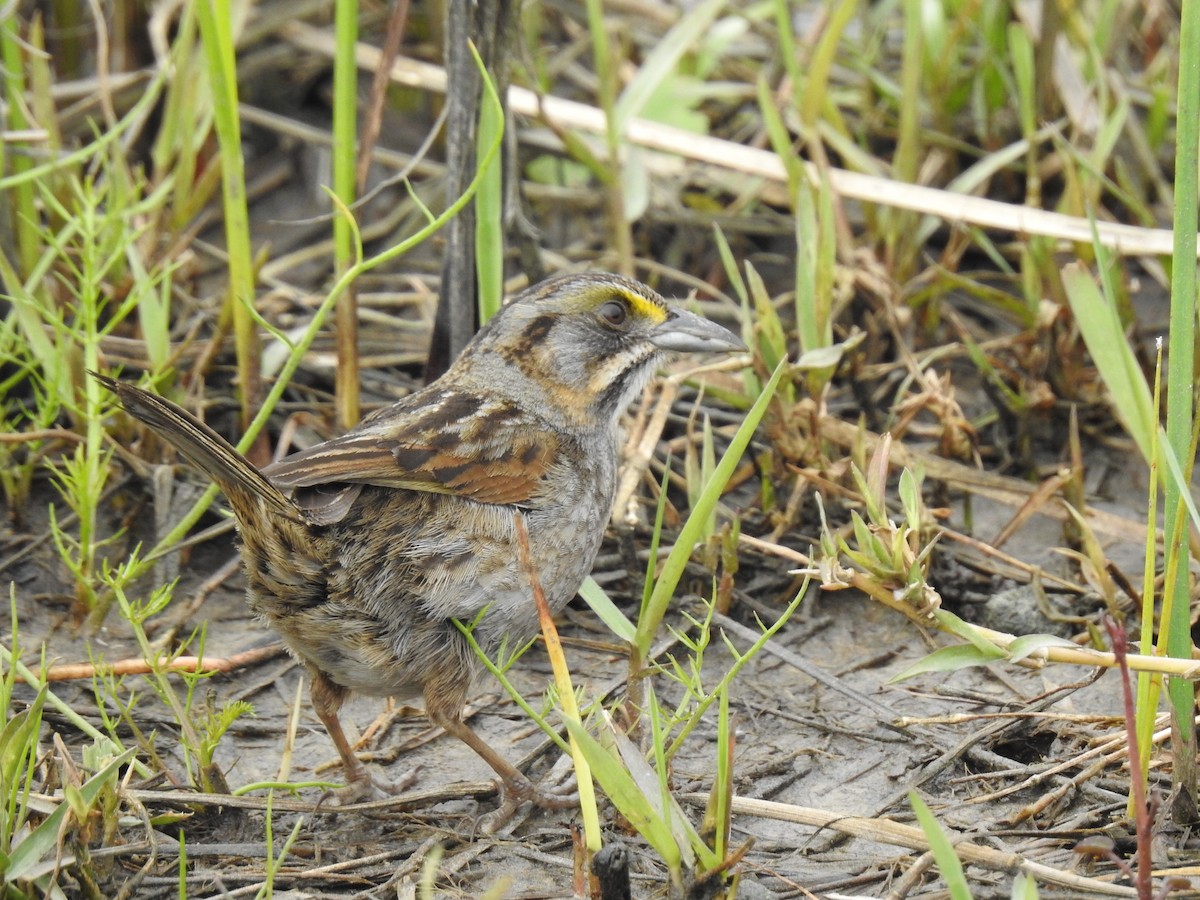 Seaside Sparrow - ML144403661