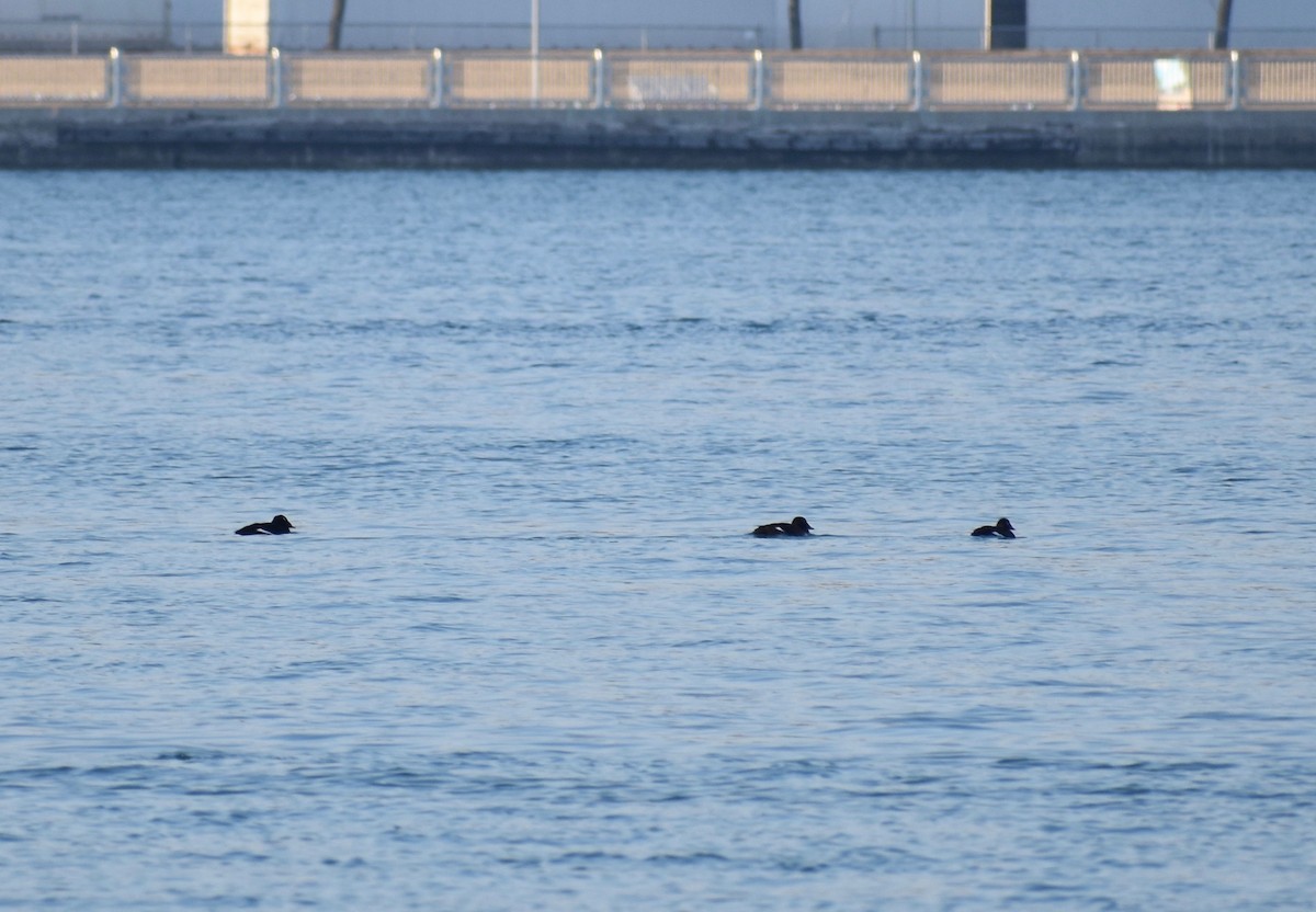 White-winged Scoter - Kiirsti Owen