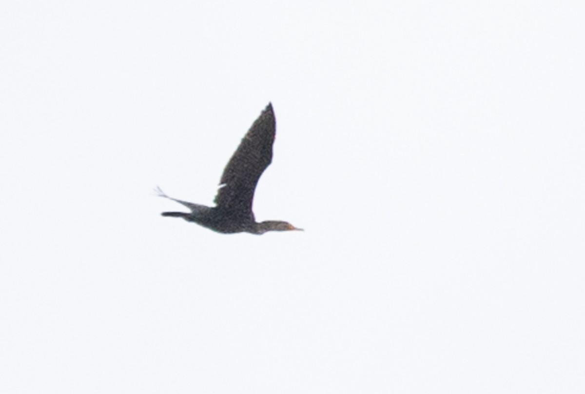 Double-crested Cormorant - ML144404261