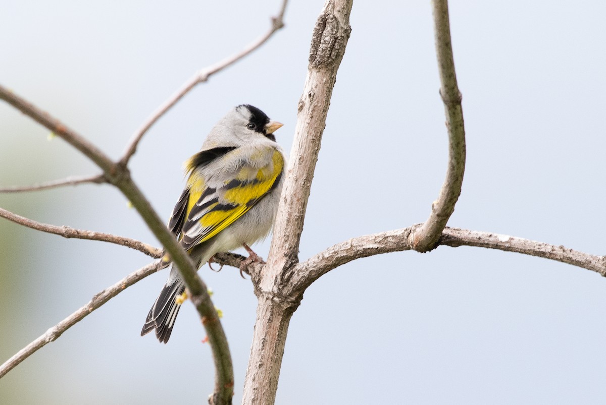 Lawrence's Goldfinch - ML144404301