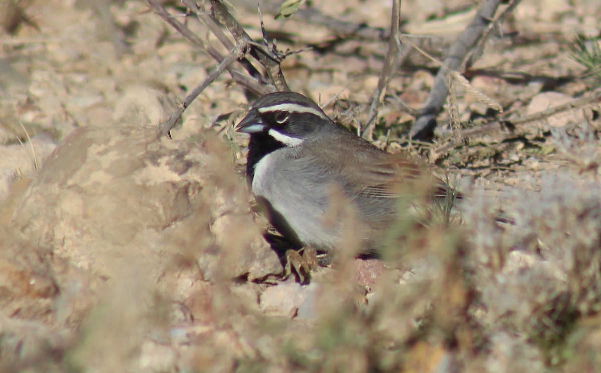 Black-throated Sparrow - ML144404801