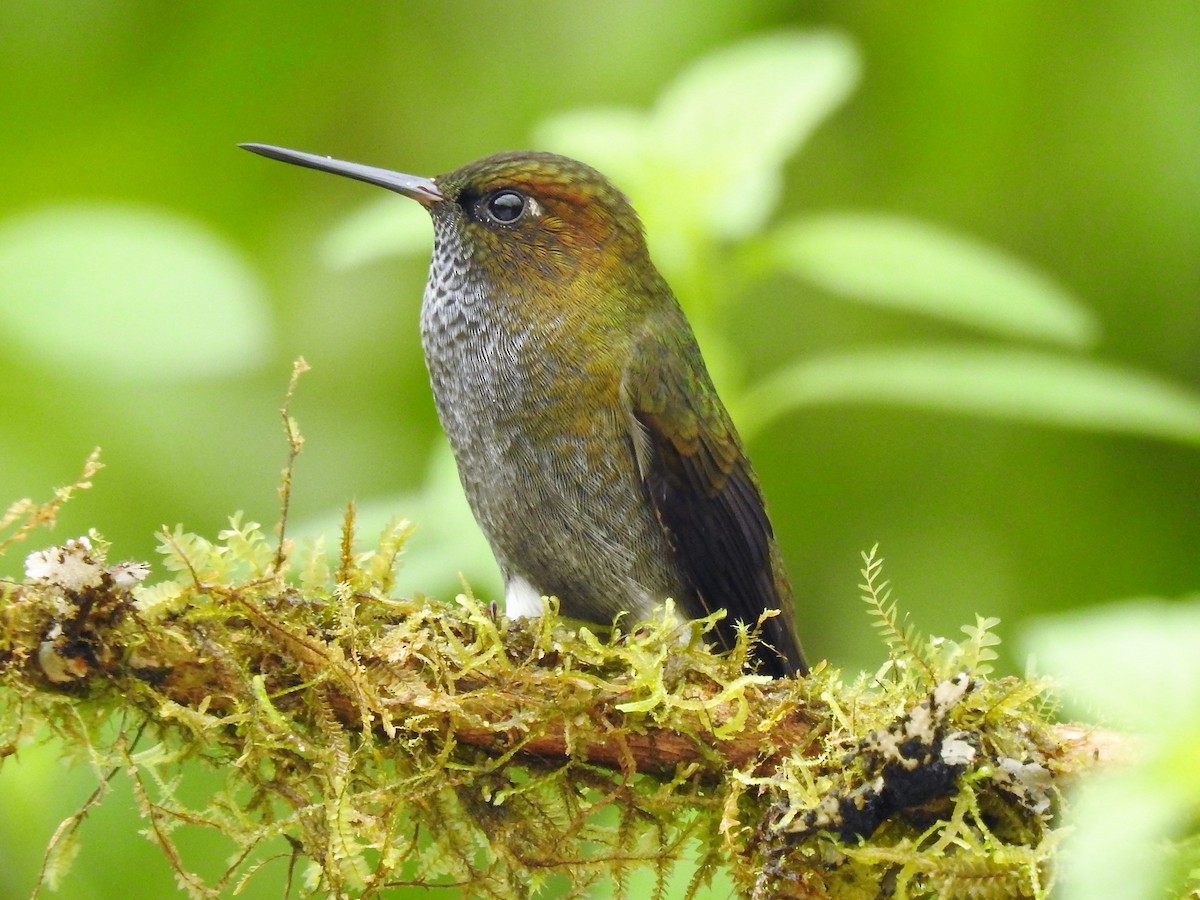 Hoary Puffleg - Dennis S Main