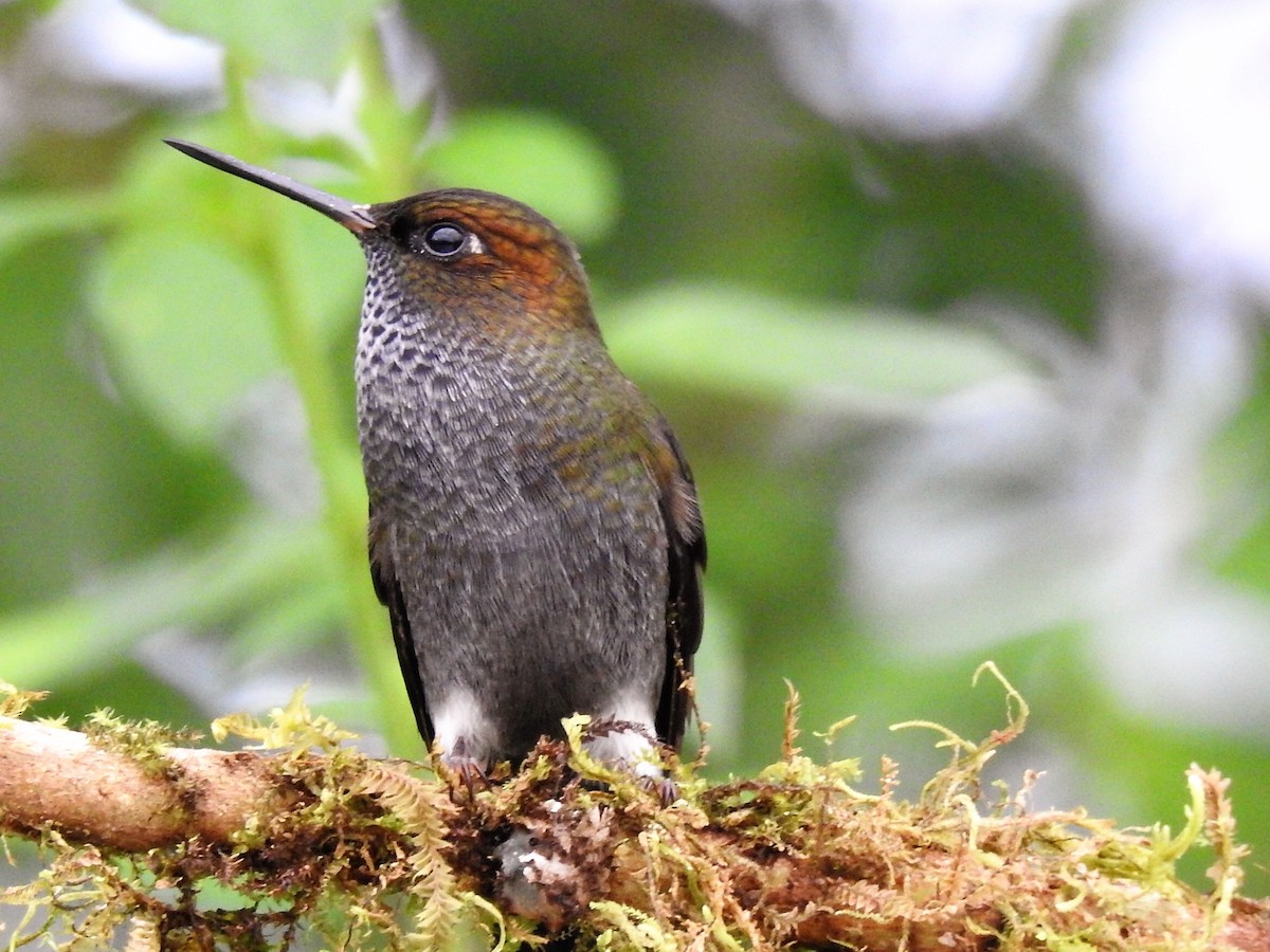 Hoary Puffleg - ML144404861