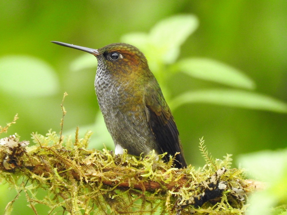 Hoary Puffleg - Dennis S Main