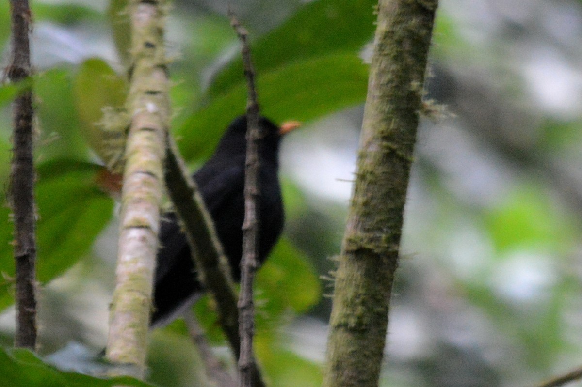 Guatemaladrossel - ML144405011