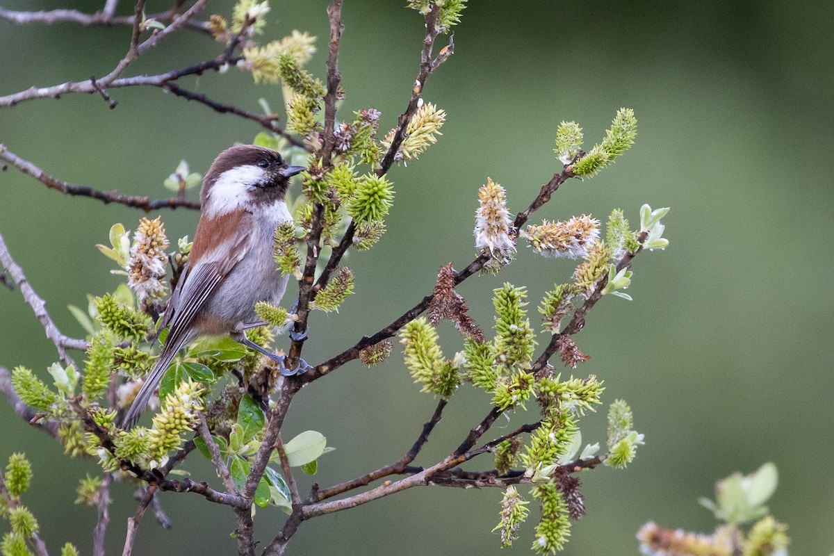 Chestnut-backed Chickadee - Anonymous