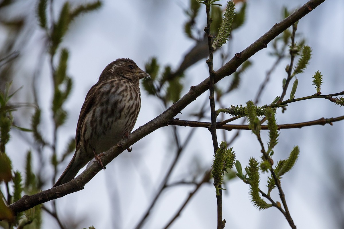 Purple Finch - Anonymous