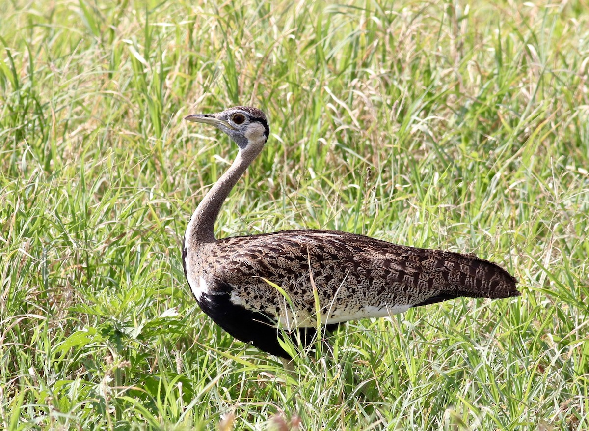 Hartlaub's Bustard - ML144405531