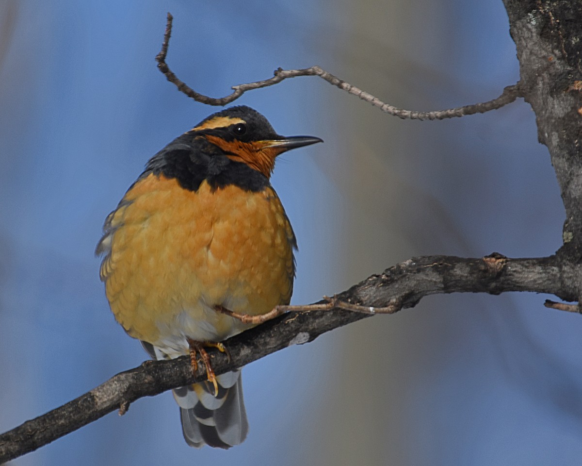 Varied Thrush - Brian Hicks