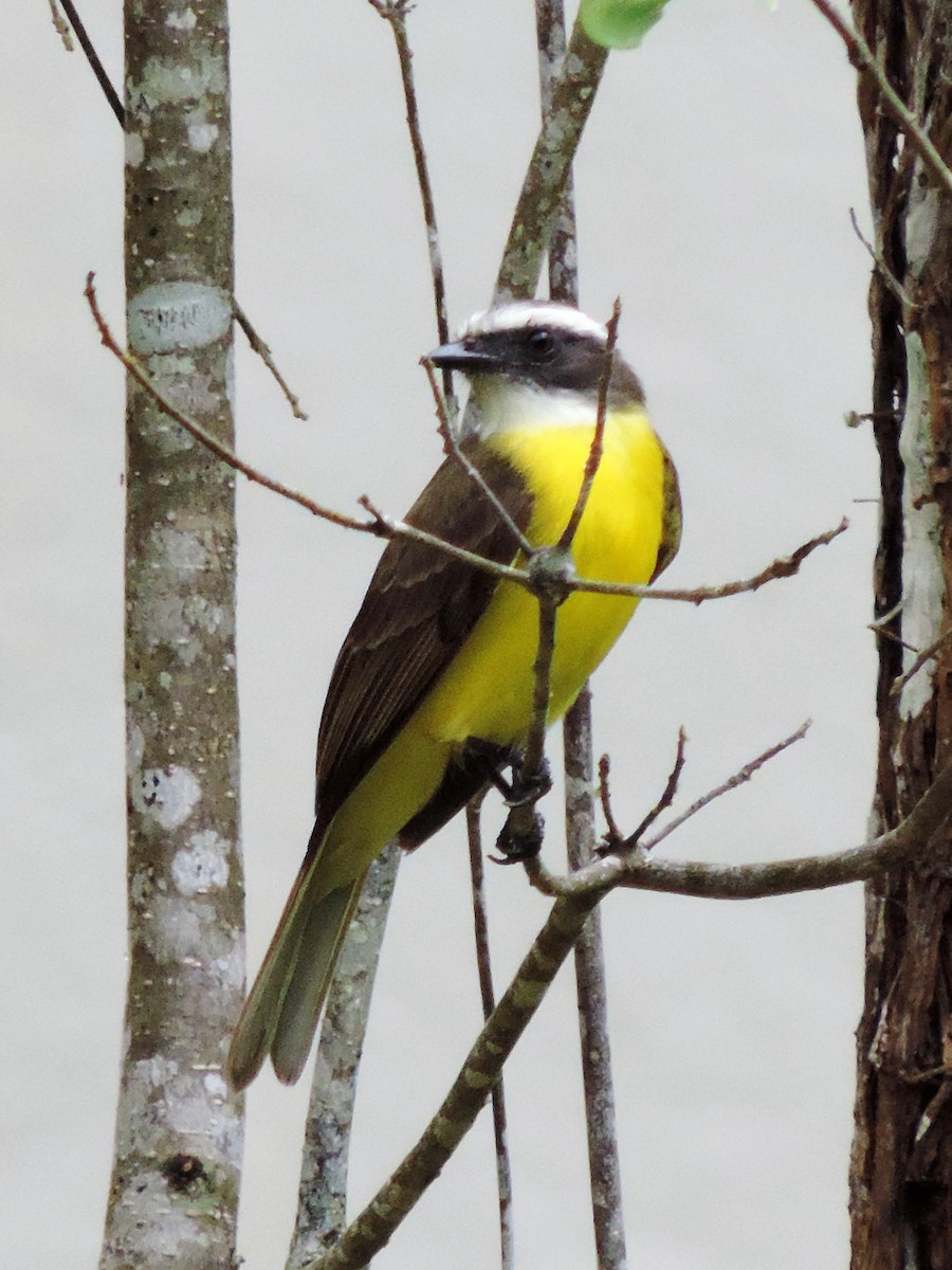 Social Flycatcher - ML144409181