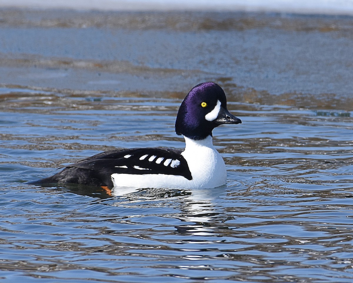 Barrow's Goldeneye - ML144412391