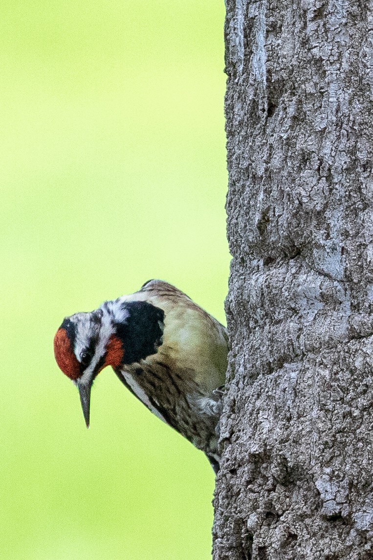 Yellow-bellied/Red-naped Sapsucker - Anonymous