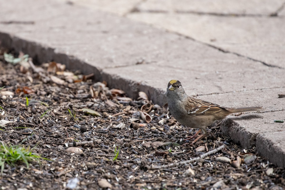Golden-crowned Sparrow - ML144412761