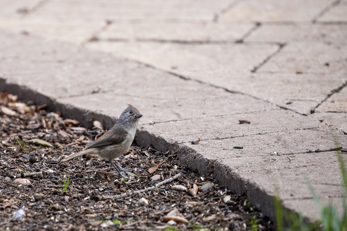 Oak Titmouse - ML144412771