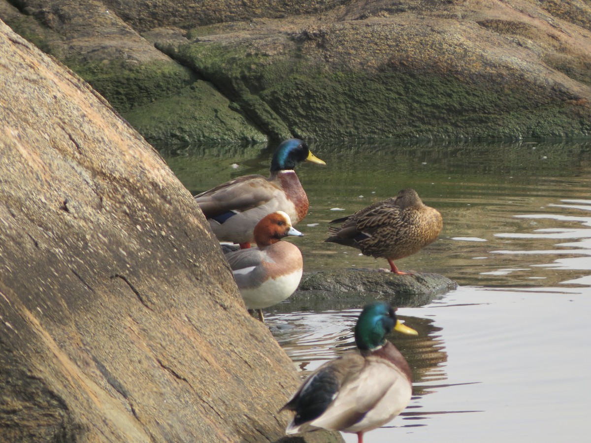 Eurasian Wigeon - Carole Griffiths