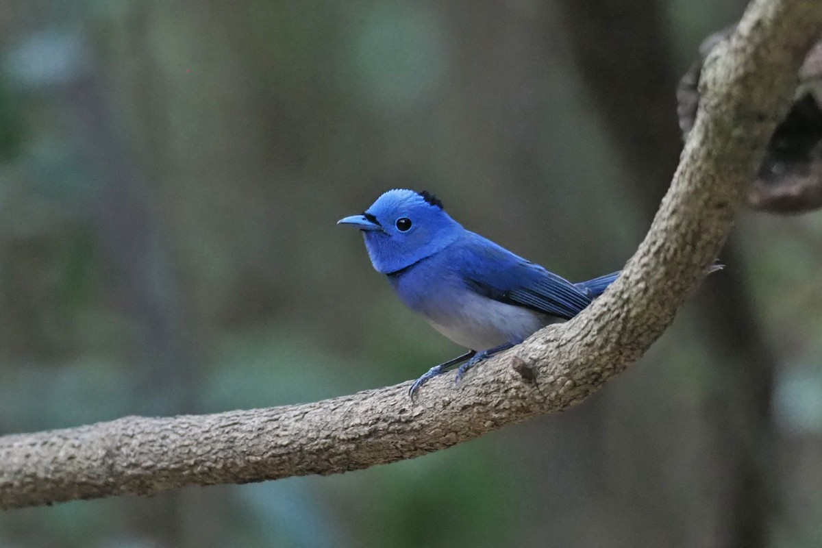 Black-naped Monarch - Charley Hesse TROPICAL BIRDING