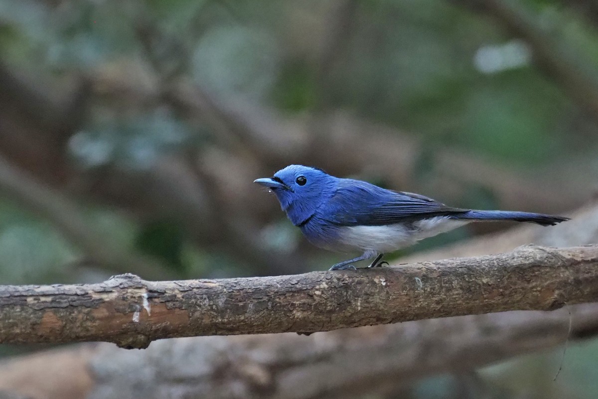 Black-naped Monarch - ML144414151