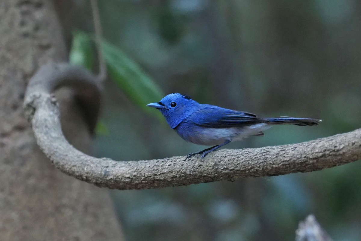 Black-naped Monarch - Charley Hesse TROPICAL BIRDING