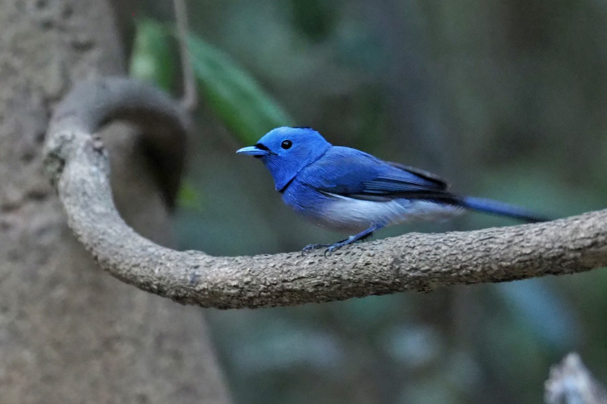 Black-naped Monarch - ML144414171