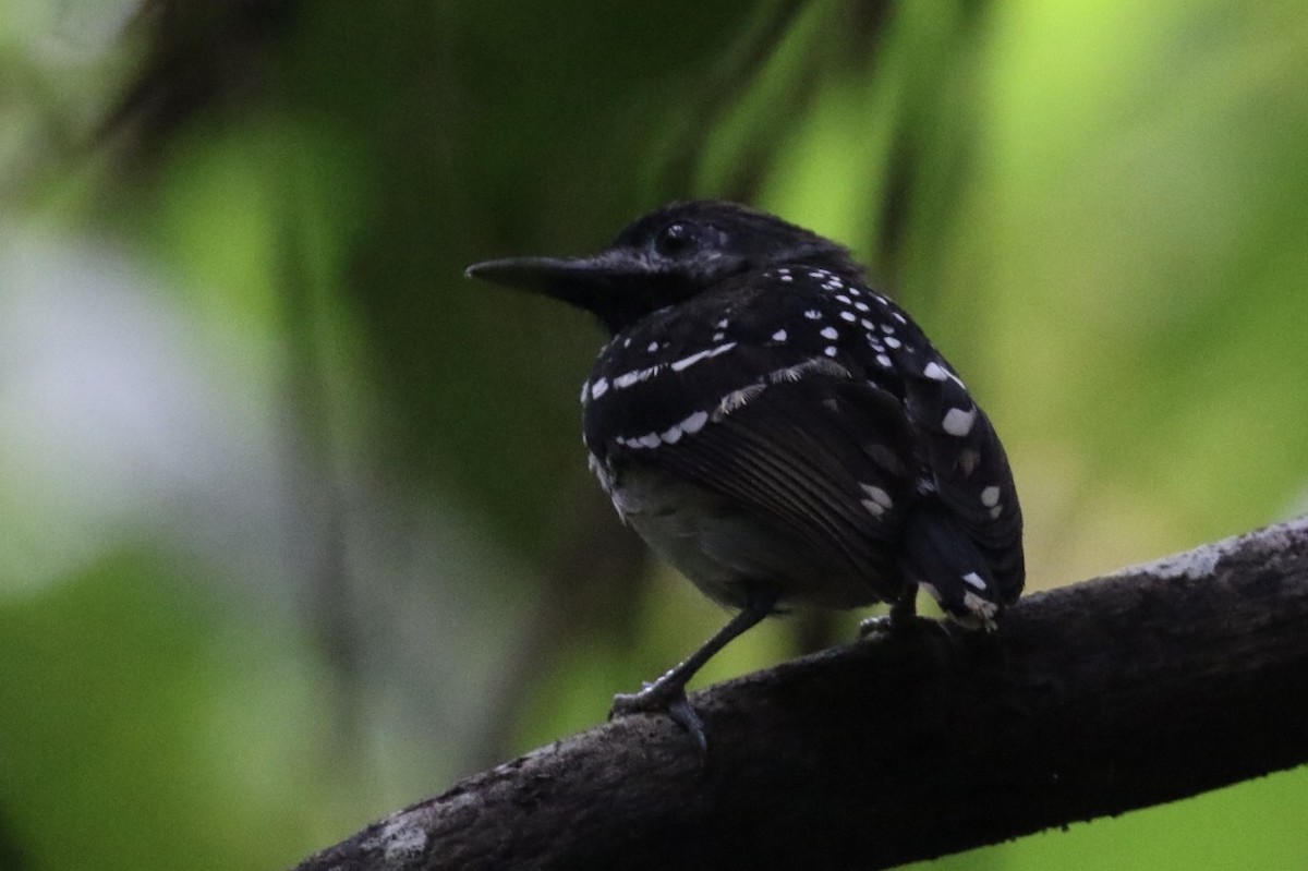 Dot-backed Antbird - ML144414271