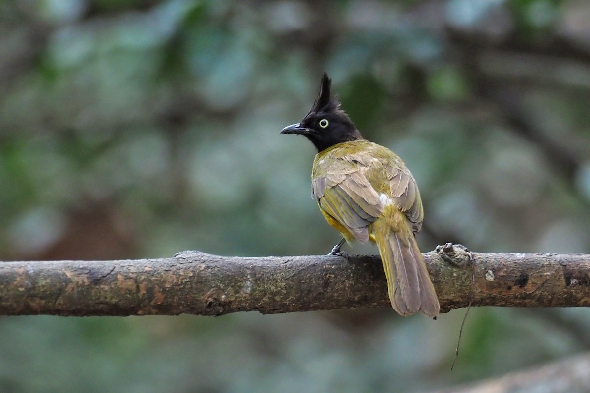 Black-crested Bulbul - Charley Hesse TROPICAL BIRDING