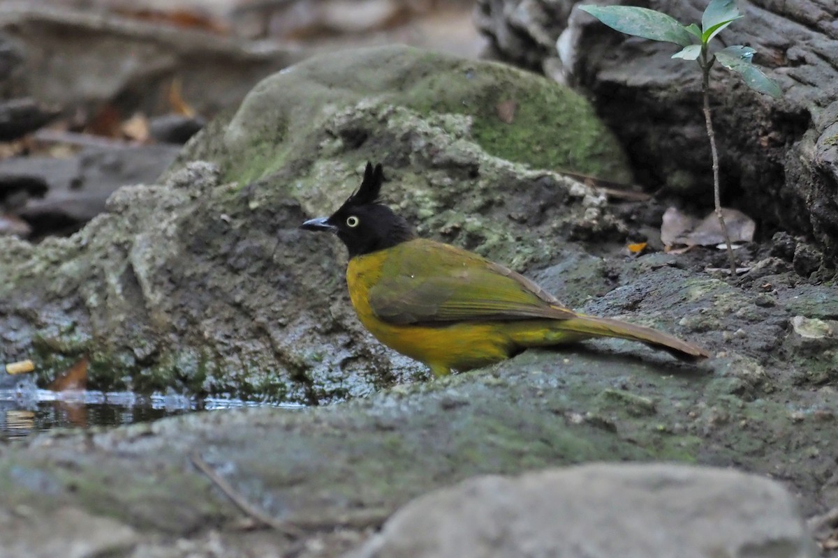 Black-crested Bulbul - ML144414301