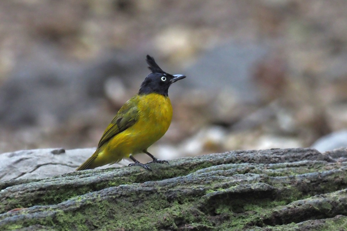 Black-crested Bulbul - ML144414311